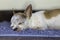 Chihuahua dog resting on foot scraper