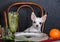 Chihuahua dog sits at a festive Christmas table, waiting for the start of the holiday.