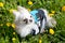 Chihuahua dog sits on the lawn. Small white dog among dandelions. Chihuahua for a walk.