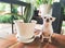 Chihuahua dog sitting on bench in garden with SANSEVIERIA MASONIANA house plant , smiling and lookin at camera