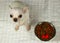Chihuahua dog sitting on white cloth  looking up to camera with dog food and red heart in the bowl beside her  feed with love ,