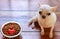 Chihuahua dog sitting on wooden floor looking up to camera with dog food bowl beside her , there is red glitter heart in the bolw