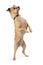 Chihuahua Dog Standing Hind Legs Begging