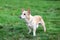 Chihuahua dog walks in grass in fall. dog on nature in park. Chihuahua walks in forest. dog is a friend for children and families.