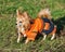 Chihuahua dog wearing bright orange jumpsuit
