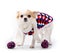 Chihuahua dog wearing bright turtleneck sweater and knitted scarf