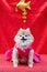 Chihuahua dog wearing Chinese Qipao in chineses new year, Little dog and happy Chineses new year