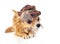 Chihuahua dog wearing in elegant tartan hat