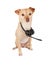 Chihuahua Dog Wearing Headphone Set