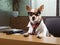 Chihuahua dog working in office. Concept of pet officer, chairman, chief or boss. AI generated image