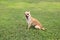 Chihuahua Dog Yawning Outdoor