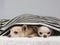 Chihuahua dogs doesn`t want to wake up in cold day , sleepy two chihuahua dogs lying down  under black and white stripes blanket,