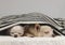 Chihuahua dogs doesn`t want to wake up in cold day , sleepy two chihuahua dogs lying down  under black and white stripes blanket