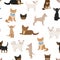 Chihuahua dogs seamless pattern. Different varieties of coat color set