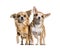 Chihuahua dogs standing against white background