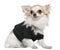 Chihuahua dressed in black, 1 year old, sitting