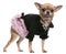 Chihuahua dressed in pink and black