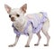 Chihuahua dressed in purple with pearl necklace