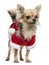 Chihuahua dressed in Santa outfit, 2 years old