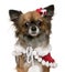 Chihuahua dressed in Santa outfit, 2 years old