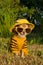 Chihuahua dressed with suit,hat and glasses