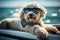 Chihuahua in fashion sunglasses whole body lying on the yacht and traveling at the beach, relaxes and basks in the sun, water