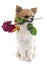 Chihuahua and flower