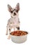 Chihuahua with food bowl