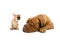 Chihuahua and a french mastiff dog