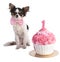 Chihuahua in front of her a pink birthday cake