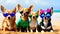 Chihuahua funny happy dogs with sunglasses on the beach vacation.