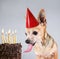 A chihuahua on a gray background licking a cake