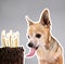 A chihuahua on a gray background licking a cake