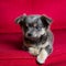 Chihuahua gray long hair puppy dog sitting on red