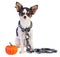 Chihuahua with handcuffs on the neck next to a mini pumpkin