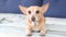 Chihuahua. The happy red dog lies on the sofa and wags its tail. The dog rejoices his master. Playful brown mixed breed dog in pla