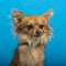 Chihuahua, headshot, blue background