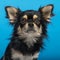 Chihuahua, headshot, blue background