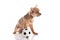 Chihuahua isolated on white background dog with the football