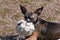 Chihuahua layin in the sunshine playing with her favorite ball