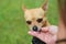 Chihuahua licking its ownerÂ´s hand