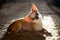 Chihuahua lies on carpet in sunny day