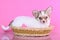 Chihuahua long-haired white and brown puppy laying in a basket studio portrait on magenta pink background