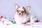 Chihuahua long-haired white and brown puppy laying on a knitted plaid studio portrait on gray background