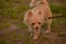 Chihuahua longhaired dog portrait. Beautiful white long-haired chihuahua breed dog walks in tall green grass