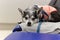 Chihuahua lying down on a chair at animal hospital.