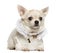 Chihuahua lying, wearing a lace shirt and fancy dog collar