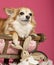 Chihuahua lying in wooden dog bed wagon