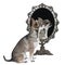 Chihuahua with mirror sittin