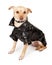 Chihuahua Mix Dog Wearing Black Leather Jacket